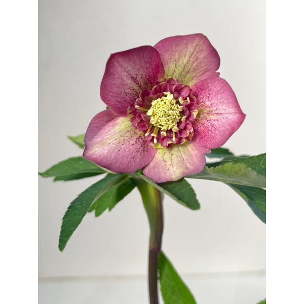 クリスマスローズ 開花苗 079 ボッコネイ交配 ピンクセミダブル : 花郷