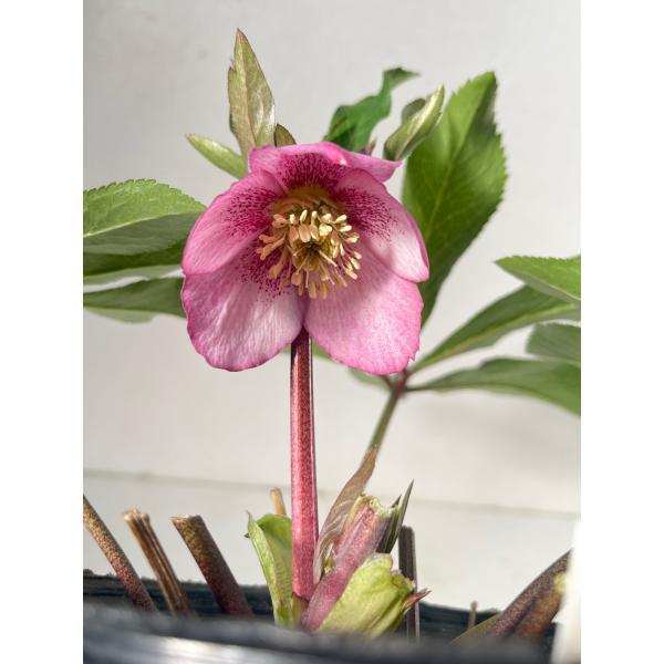 クリスマスローズ 開花苗 093 キャンディピンク : 花郷園 KAGOEN