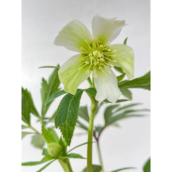 クリスマスローズ 開花苗 156 リグリクス交配 : 花郷園 KAGOEN NURSERY