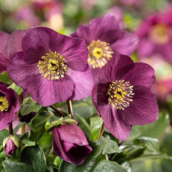 クリスマスローズ苗 [HGC雪の妖精グランドレッド] 4.5号鉢 Ice N'roses