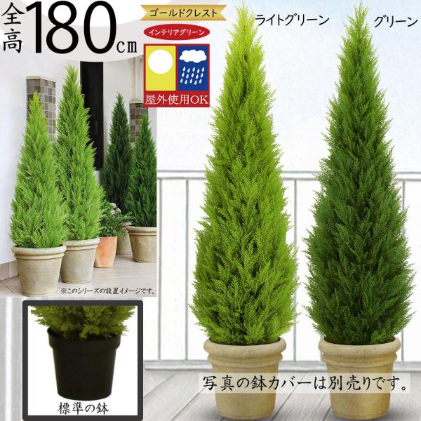 ゴールドクレスト 大型 コニファー インテリアグリーン 屋外用