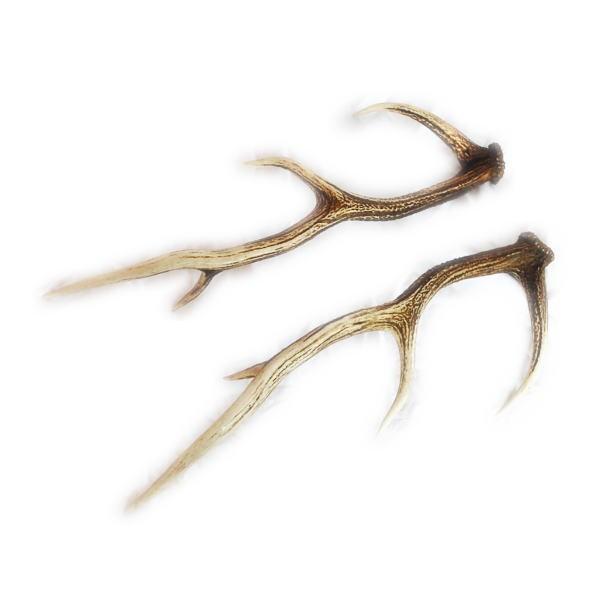 送料無料 鹿の角 小サイズ ペア 60センチ以下の鹿の角 えぞ鹿の角