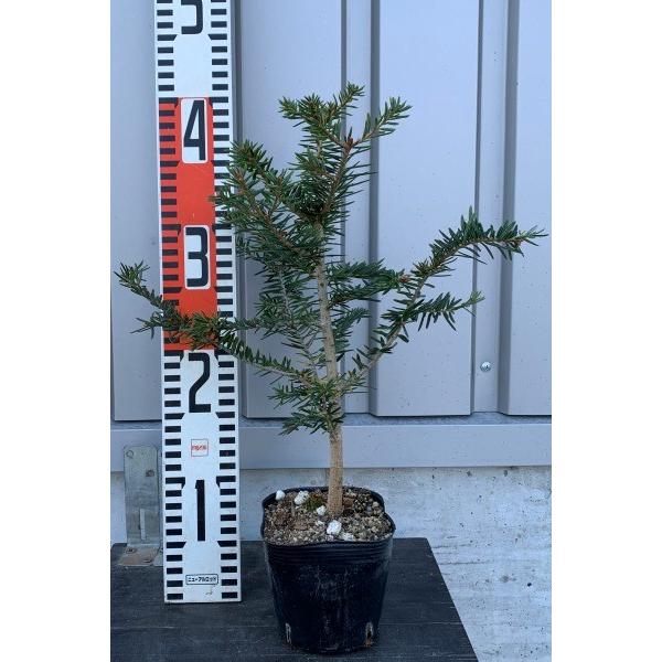 モミノキ（樅の木）苗木 20〜40cm前後 : キヨタキナーセリー - 通販