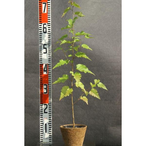 シラカバ（白樺）苗木 20〜50cm前後 : キヨタキナーセリー - 通販