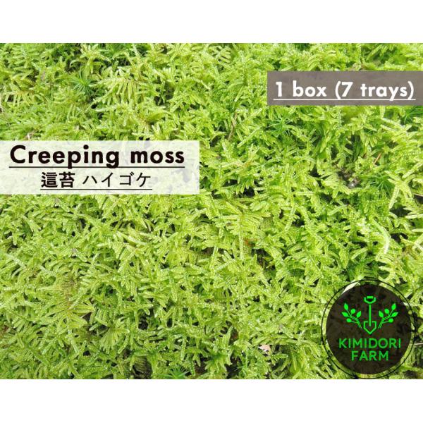 ハイゴケ 這苔 1平米 35cm×45cm(トレー7枚) 1箱 国産 コケ 園芸 日本