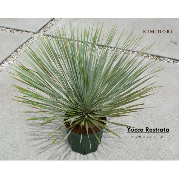 kimidori-onlineshop_rost