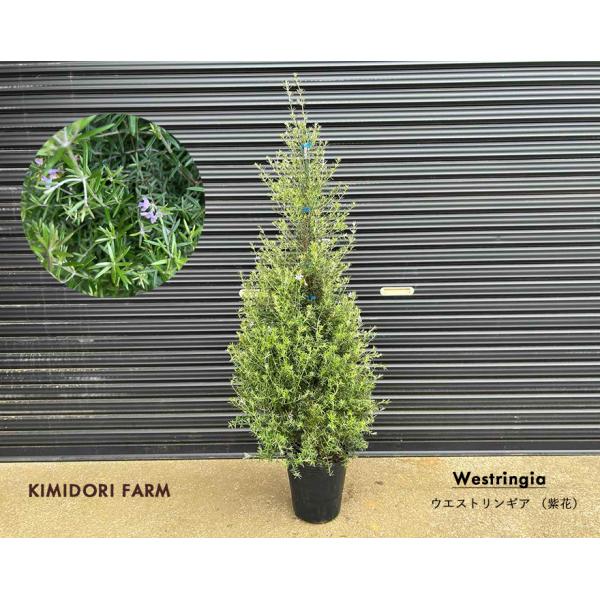 kimidori-onlineshop_westringia