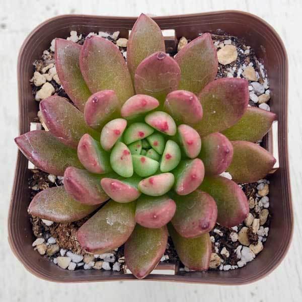 多肉植物 エケベリア ピンクルビー 7.5cmポット苗 : ハニーミント