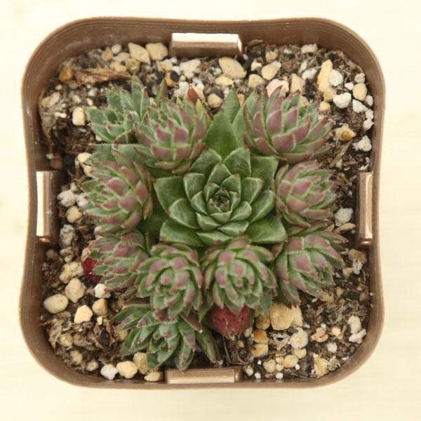 多肉植物 センペルビウム エブロ 7.5cmポット苗 : ハニーミント - 通販