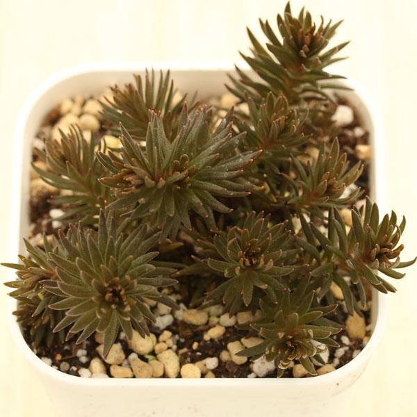 多肉植物 セダム チョコレートボール 7.5cmポット苗 : ハニーミント