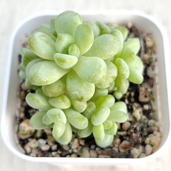 多肉植物 エケベリア サンシャインローズ 7.5cmポット苗 : ハニー