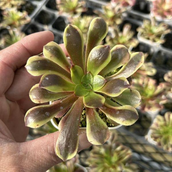 多肉植物 アエオニウム オージャリー（多少葉焼けあり） 7.5cmポット苗