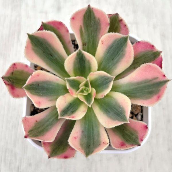 多肉植物 アエオニウム ピンクウィッチ 7.5cmポット苗 : ハニーミント