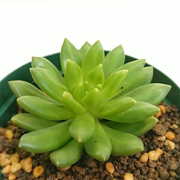 多肉植物 セダム属 サンライズマム カット極小苗 : 花と緑のはなここ