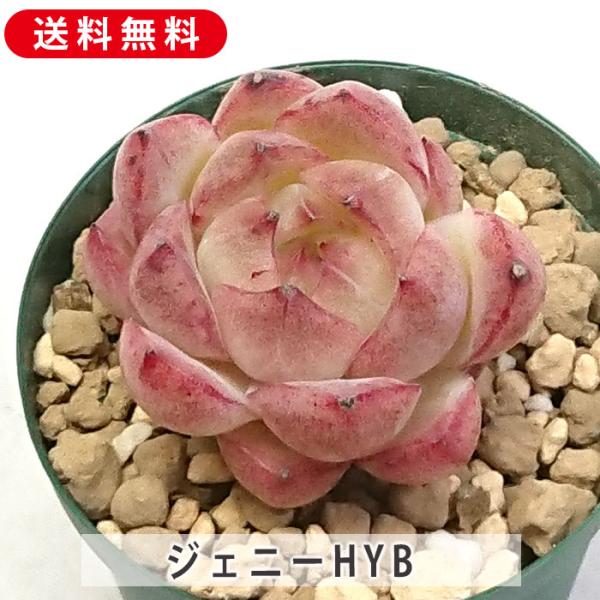 多肉植物 ジェニーHYB エケベリア カット苗 多肉 寄せ植え 鉢植え