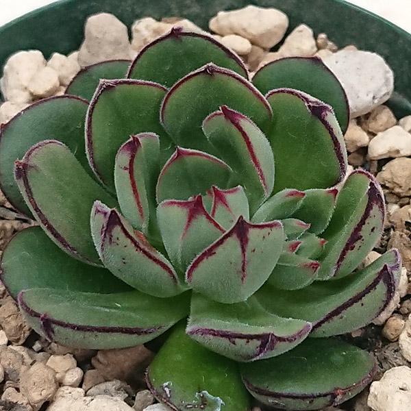 多肉植物 エケベリア属 ジョアンダニエル カット極小苗 : 花と緑のはな