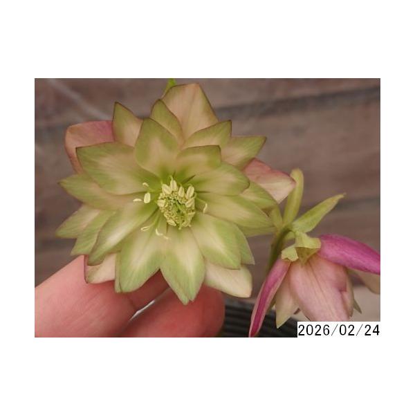 花1ガク0蕾1 開花株4号 アンティークピエラ しっかり緑吉田園芸命名