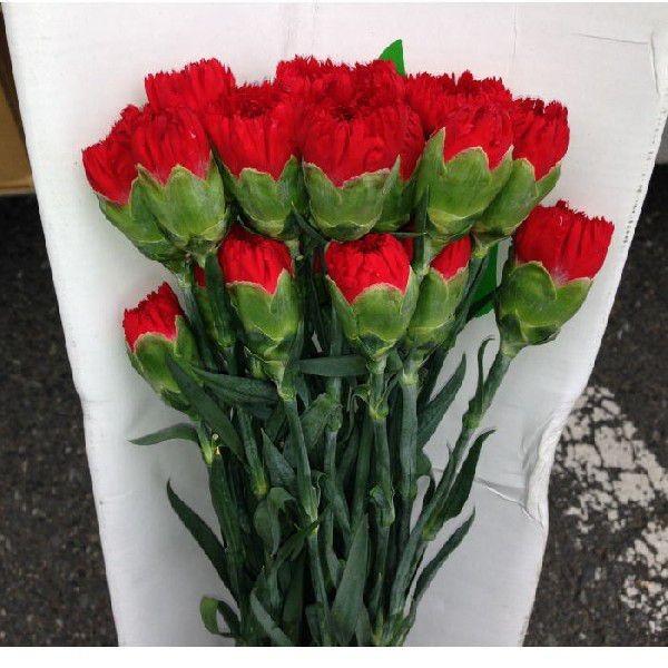 カーネーション切り花赤色；加工用商品です）最低発注単位1箱（100本