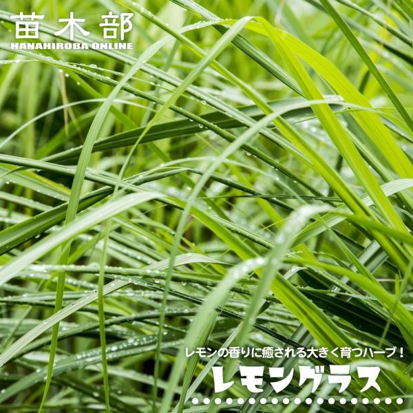 ハーブ 苗 レモングラス 3号ポット苗 : 苗木部 花ひろばオンライン