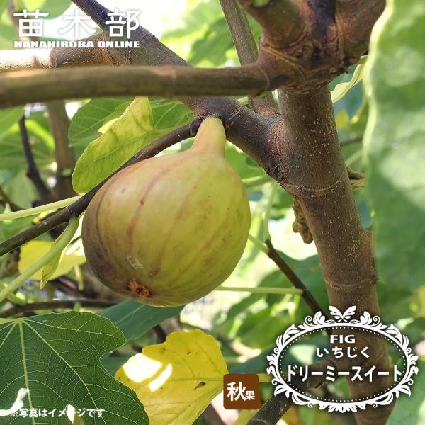 hanahirobaonline_ichijiku-