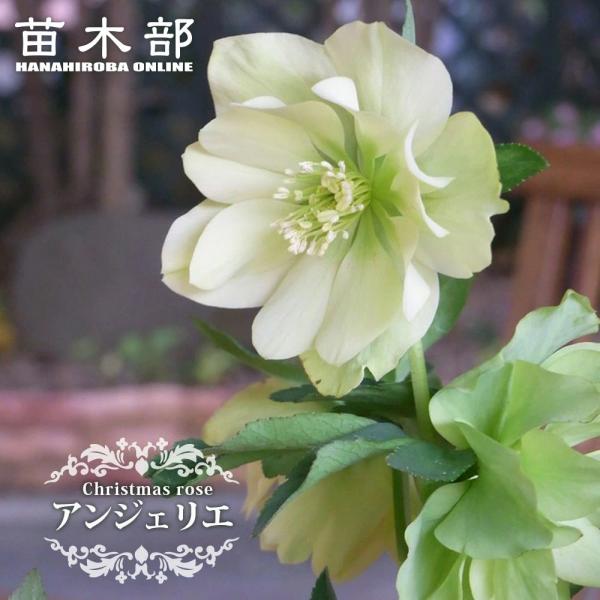 hanahirobaonline_kusa-kuriro-