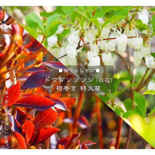 ドウダンツツジ シロドウダン 白ドウダン 3.5号ポット苗 里の木