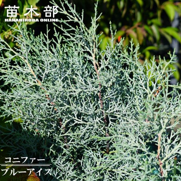 hanahirobaonline_niwaki-konifa