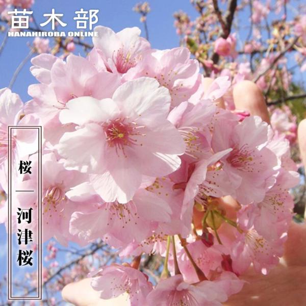 hanahirobaonline_niwaki-sakura