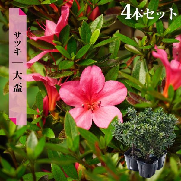 hanahirobaonline_niwaki-