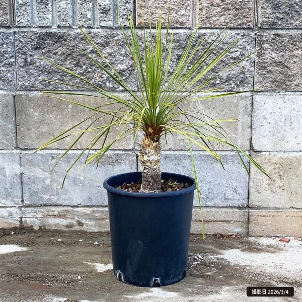 hanahirobaonline_niwaki-yucca-