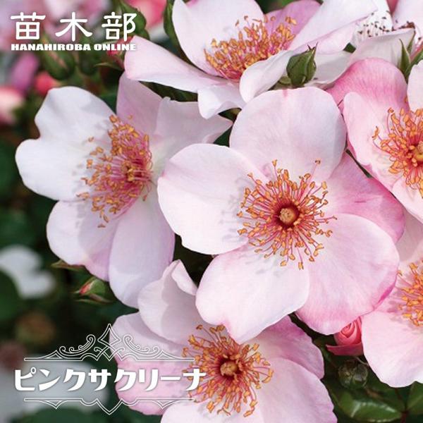 hanahirobaonline_rose-fl-