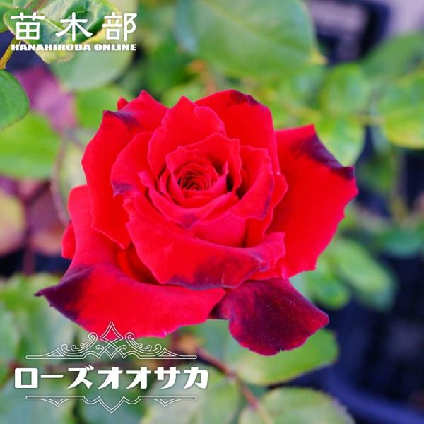 レアバラ苗 クリームイェロー 入手困難な8号鉢大苗 四季咲き レアバラ