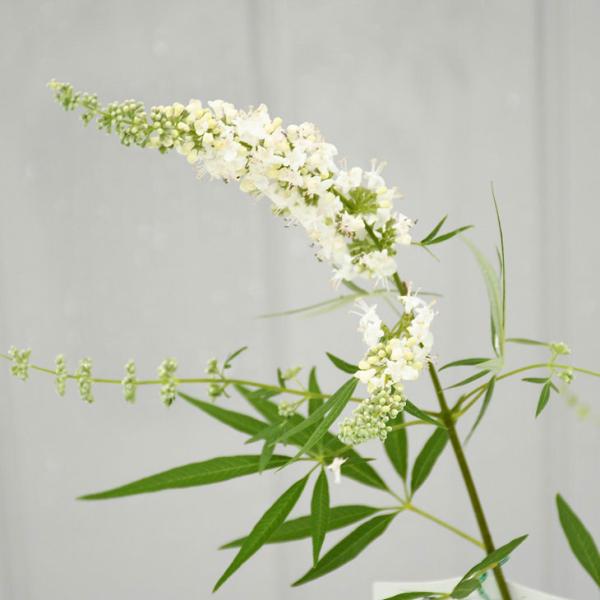 苗 西洋ニンジンボク」の人気商品一覧 | 安い商品を通販サイトから探す