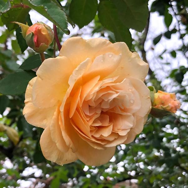 ビジュアルアドベンチャー 96種96枚(並品) バラ売り可能 カードダス