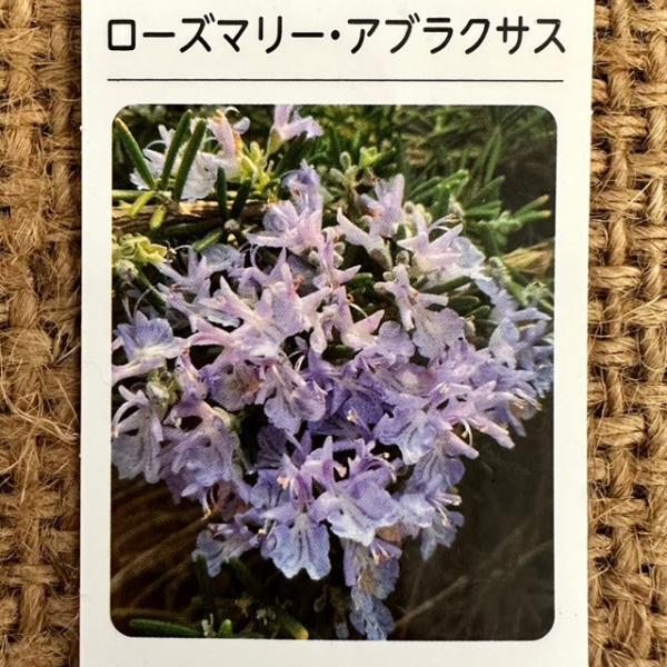 hanahiroba_tn08-226n001-01