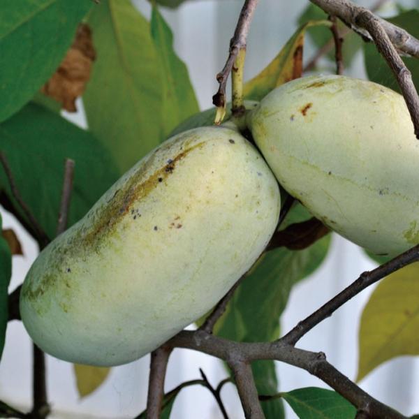 ポポー苗木 【実生苗（在来種）】 実生 ポット苗 : 苗木の専門店