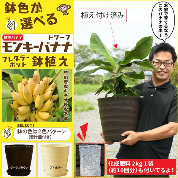 バナナ 苗 【鉢色が選べる 矮性バナナ ドワーフ モンキーバナナ鉢植え