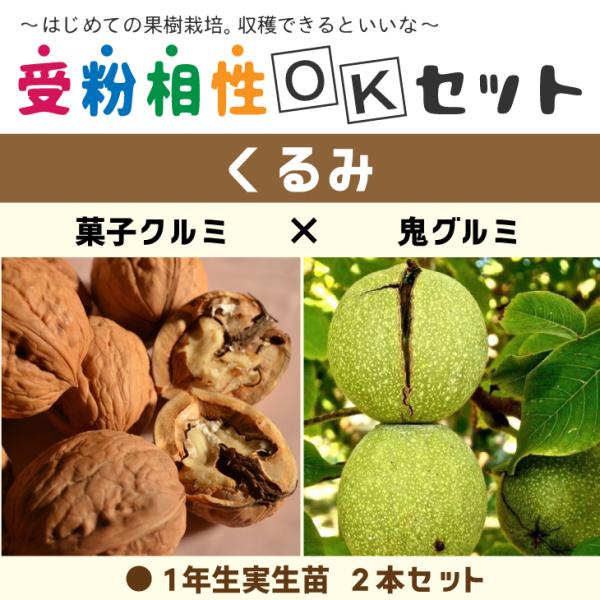 くるみ 苗木 【くるみ2品種 受粉相性OKセット 菓子クルミ × 鬼グルミ