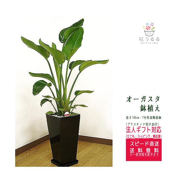 観葉植物 ストレリチア・オーガスタ7号角高陶器鉢(白黒) 高さ約1m