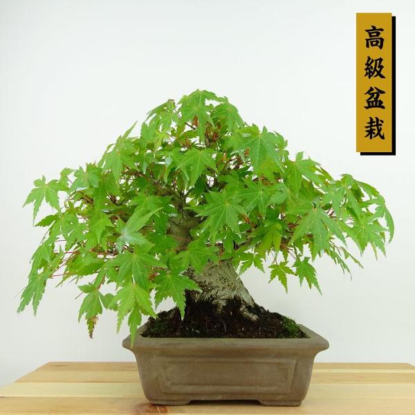 haniwa-bonsai_412-232000-02