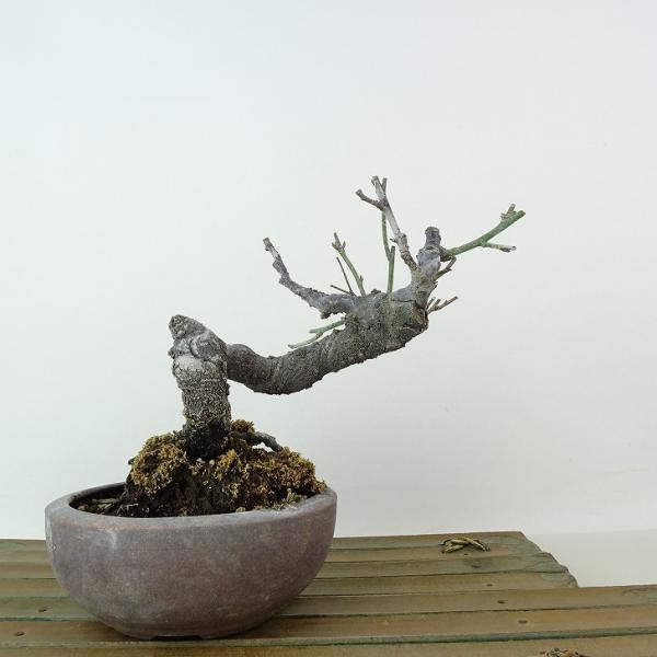 haniwa-bonsai_138-23100-17