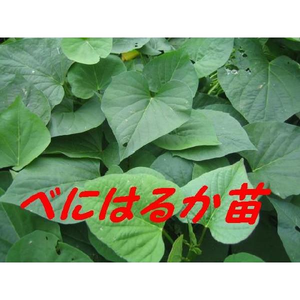 令和8年度切り苗 べにはるか（登録品種PVP） 苗10本 切り苗