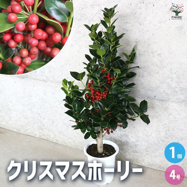クリスマスホーリー とげ無し 花木苗 4号/1個売り セイヨウヒイラギの