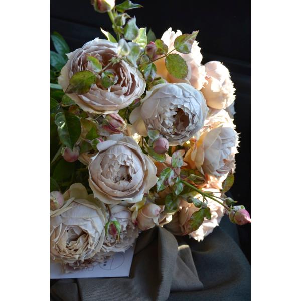 ルクソール（バラ苗：ロサ・オリエンティス） 大苗予約 7号鉢植え