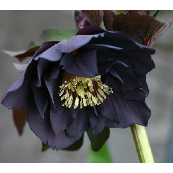 クリスマスローズ・オリエンタリス ブラックダブル : 大神ファーム