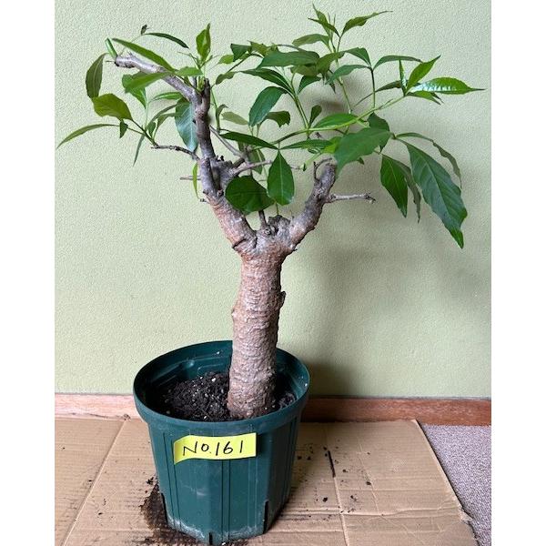 星の王子様に出てくる10年ものバオバブの木No161！盆栽に最適！ : 栽培