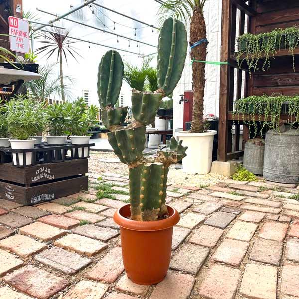 サボテン 柱サボテン ブランチ 親株 トゲなし ドライガーデン