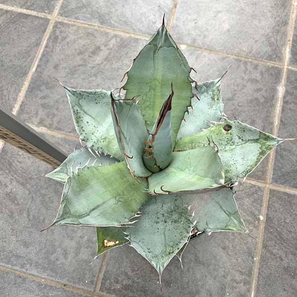 アガベ チタノタ ホワイトアイス 新築祝い ドライガーデン ロック