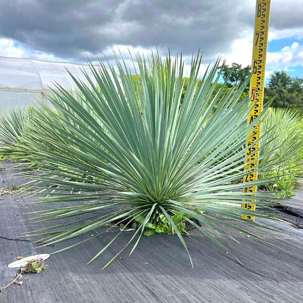 希少 ロストラータ ユッカ・ロストラータ ブルースワン 観葉植物 お祝
