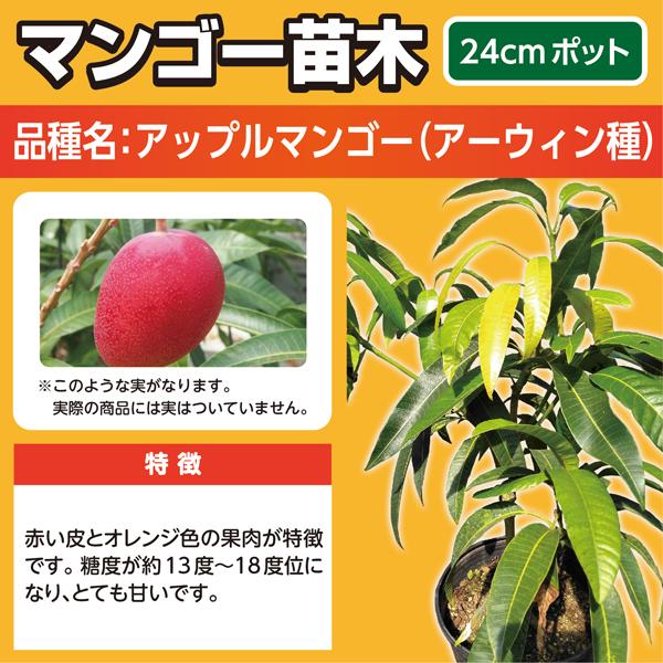マンゴー苗木（アップルマンゴー・アーウィン種）24cmポット : 国産